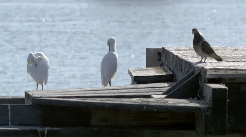 4K white cranes resting on a pier Stock Footage 40105581