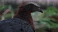 4k White-crested Guan bird very close up portrait 4k or 4k+ Resolution