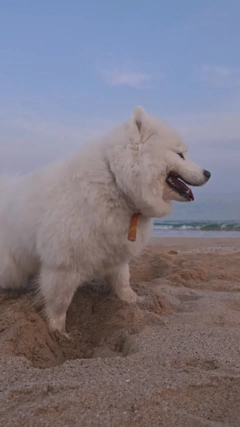 4K White Dog On The Beach Samoyed Happy Dog Video Vidéo 330340573