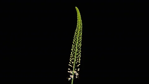 4K. White Eremurus bloom buds ALPHA matte, Ultra HD (Time Lapse), 4096x2304. Stock Footage 113548825
