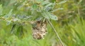 4K White-eyed Vireo (Vireo griseus) Nest 1 4k or 4k+ Resolution