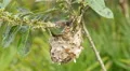 4K White-eyed Vireo (Vireo griseus) Nest 1 4k or 4k+ Resolution