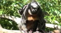 4k White-faced Saki cute baby monkey climb on mothers back 4k or 4k+ Resolution