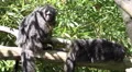 4k White-faced Saki monkeys relaxing on tree branch in sunny nature 4k or 4k+ Resolution