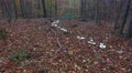 4k White fairy ring mushrooms tilt up in autumn mountain range forest hills 4k or 4k+ Resolution