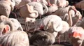 4k White flamingos very close up 4k or 4k+ Resolution