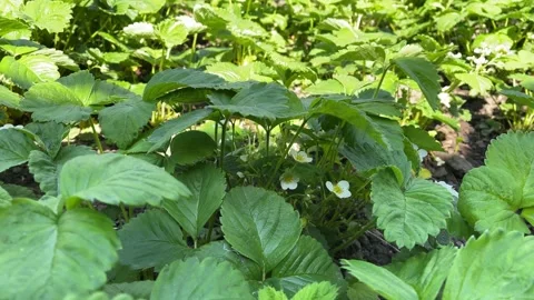 4k White flowers between green leaves in bush of strawberry in sunlight Stock Footage 156567749
