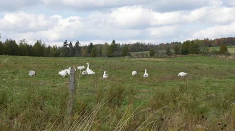 4K - White geese on grass Video stock 42356141