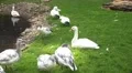 4k White geese green sunny grassy farmland pond 4k or 4k+ Resolution