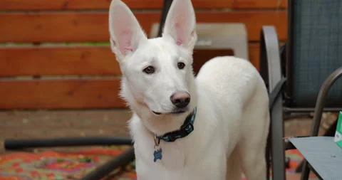 4K WHITE GERMAN SHEPHERD STANDING AND LOOKING AROUND Stock Footage 131279682