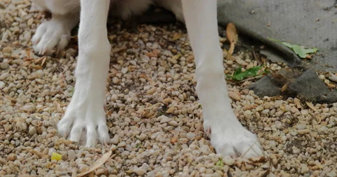 4K WHITE GERMAN SHEPHERD IN YARD Stock Footage 131279765
