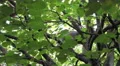 4k White-headed Lemures climbing restless green leaves tree 4k or 4k+ Resolution