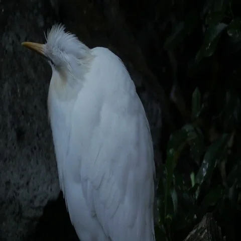 4K WHITE HERON BIRD Stockbeeldmateriaal 69625980