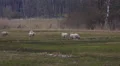 4k White Horned Heath Heidschnucken farmland meadow cold season 4k or 4k+ Resolution
