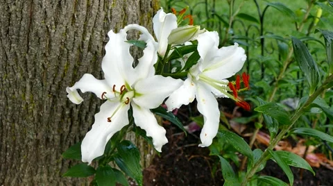 4K White Lily flower springtime raindrops Stock Footage