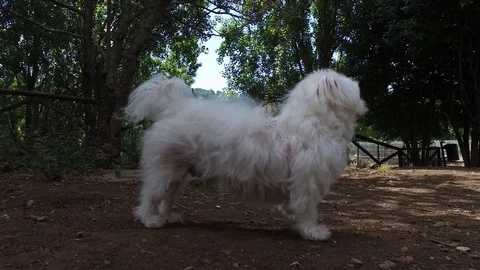 4K white maltese sitting when instructed Stock Footage 92446043