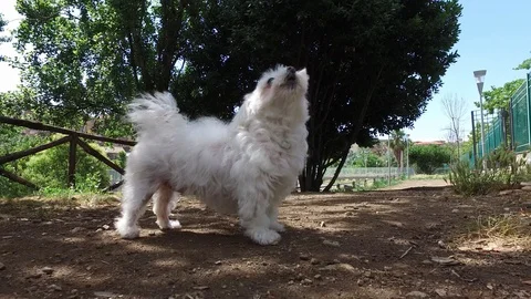 4K white maltese sitting when instructed Video stock 92446257