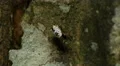 4K White Micrathena (Micrathena mitrata) Spider 1 4k or 4k+ Resolution