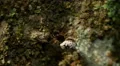 4K White Micrathena (Micrathena mitrata) Spider 4 4k or 4k+ Resolution