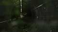 4K White Micrathena (Micrathena mitrata) Spider 5 4k or 4k+ Resolution