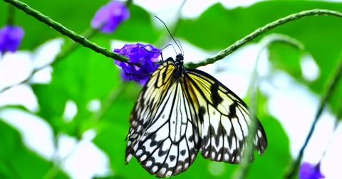 4K White Nymph Butterfly on Blue Flower Plant, Macro Close Up Stock Footage 63631146