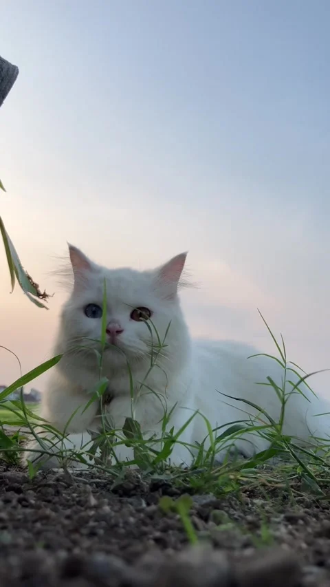 4K  White Odd Eye Cat Sitting Beside The Ricefarm Stock Footage 337473633