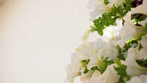 4K white petunia on a light brown background Stock Footage