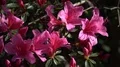 4k White-pink Azaleas flowers very close up 4k or 4k+ Resolution