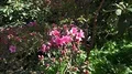 4k White-pink Azaleas flowers bushes in botanical garden 4k or 4k+ Resolution