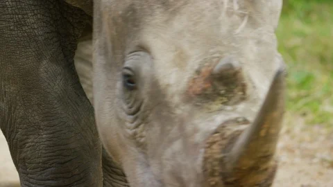 4K - White Rhino - close of head from front. Africa rhinoceros 4K uhd Stock Footage 111344449