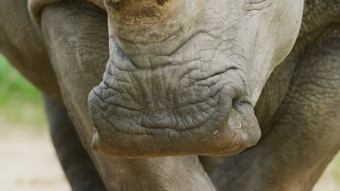 4K - White Rhino - close up of square lip. Africa nature rhinoceros 4K uhd Stock Footage 111344385