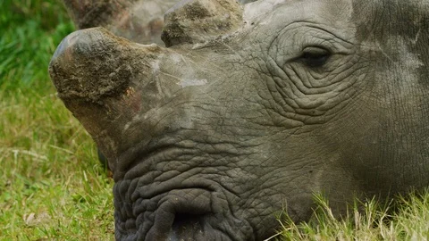 4K - White Rhino - lying down, extra close of head, dehorned 2. 4K uhd Stock Footage 111344302