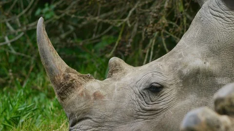 4K - White Rhino - lying down, close of head and horn. Africa 4K uhd big Stock Footage 111344349