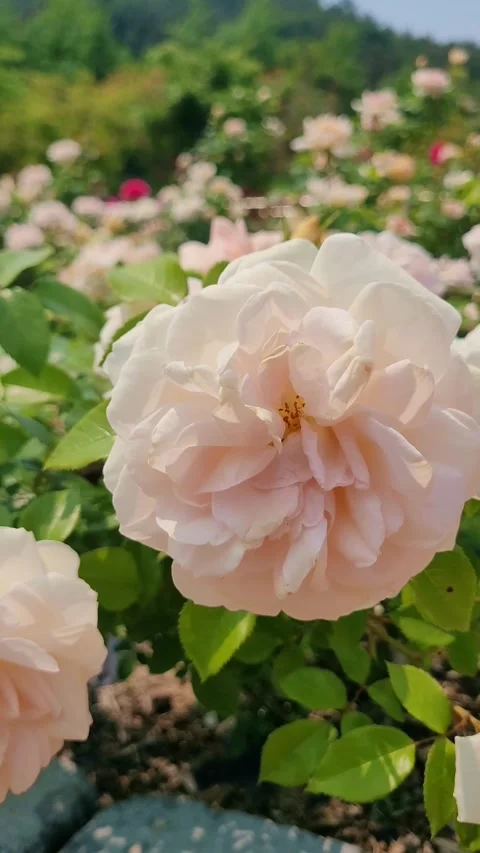 4K White Rose Macro Closeup Portrait Stock Footage 330198909