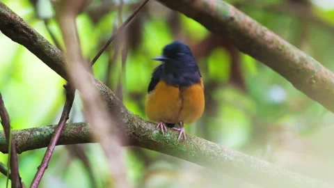 4K White Rumped Shama Preening, Singapore Stock Footage 337419018