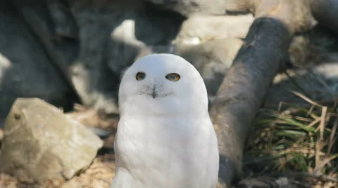 4K - White snow owl Video stock 62889396