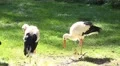 4k White Storks relaxing in grassland sunny day 4k or 4k+ Resolution