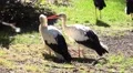 4k White Storks relaxing in grassland sunny day 4k or 4k+ Resolution