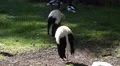 4k White Storks relaxing in grassland sunny day 4k or 4k+ Resolution