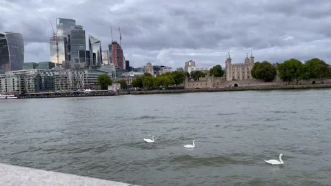 4K white swans floating towards tower bridge London UK Stock Footage 212694941