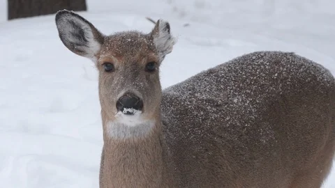 4K White-tailed Deer with falling snow UP Michigan Stock Footage 124580480