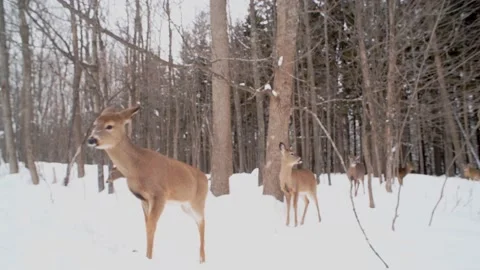 4K White-tailed Deer with falling snow Northern Wisconsin Stock Footage 231942725