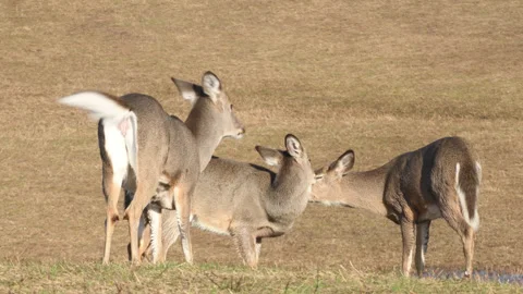 4K White-tailed Deer Three Fauns Greeting Stock Footage 312192370