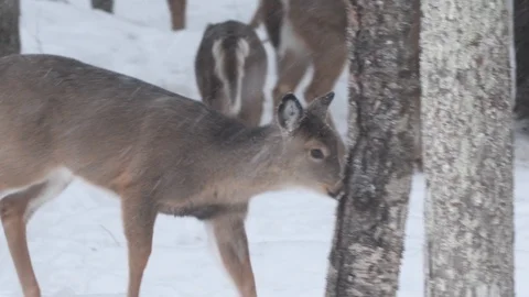 4K White-tailed Deer walking with falling snow UP Michigan Video stock 124446649