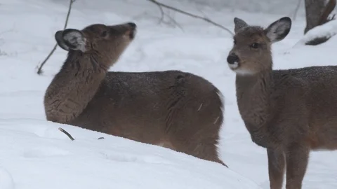 4K White-tailed Deer young pair sniffing with falling snow UP Michigan Stock Footage 124446445