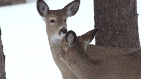 4K White-tailed Deer young sniffs mom in snow UP Michigan Video stock 256955332
