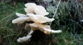 4k White tree fungi at rotten tree trunk near ground close up in forest 4k or 4k+ Resolution