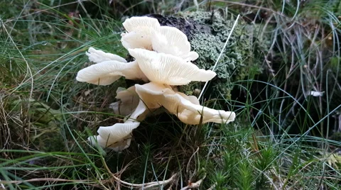 4k White tree fungi at rotten tree trunk near ground close up in forest Stock Footage