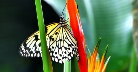 4K White Tree Nymph Butterfly, Bird of Paradise Tropical Flower, Jungle Stock Footage 63971670