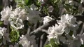4k White wild roses flowers very close up 4k or 4k+ Resolution